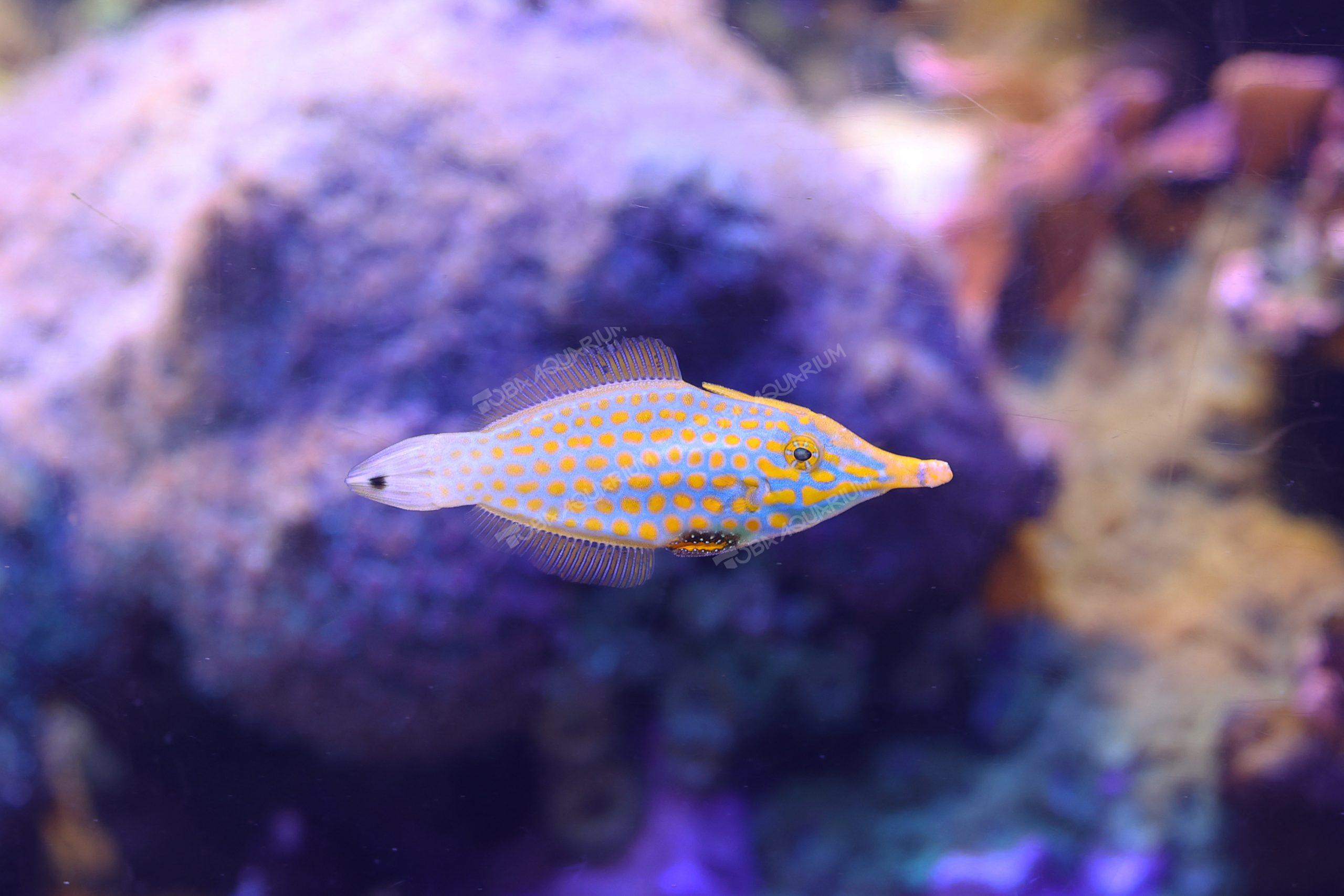 テングカワハギ - 生きもの図鑑 鳥羽水族館